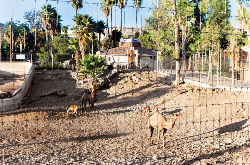  ¿Liberarán animales del zoológico del Parque Morelos?